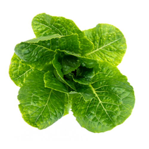 Romaine - Lettuce (Leaves Only)