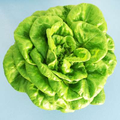 Butterhead Lettuce