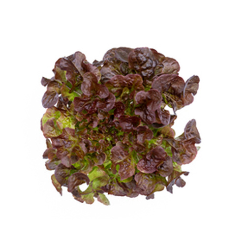 Oakleaf Head - Lettuce
