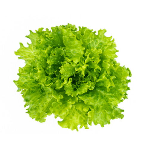 Summer Crisp Green - Lettuce