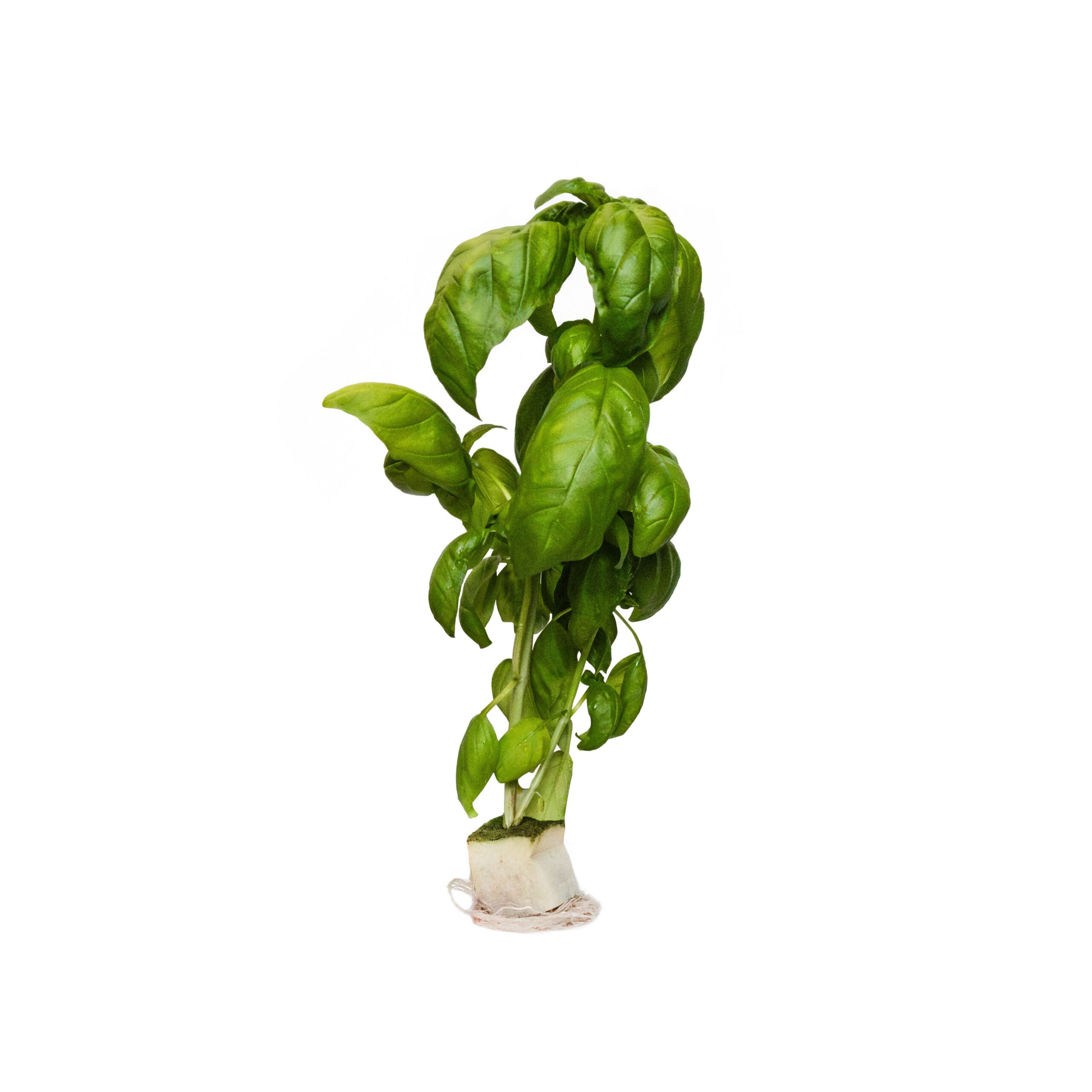 Fresh Basil