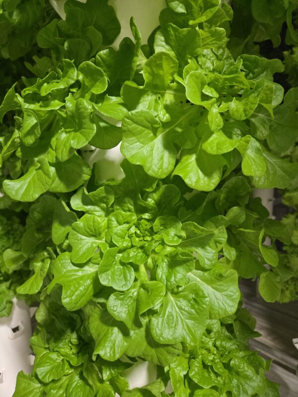 Green Oakleaf - Lettuce