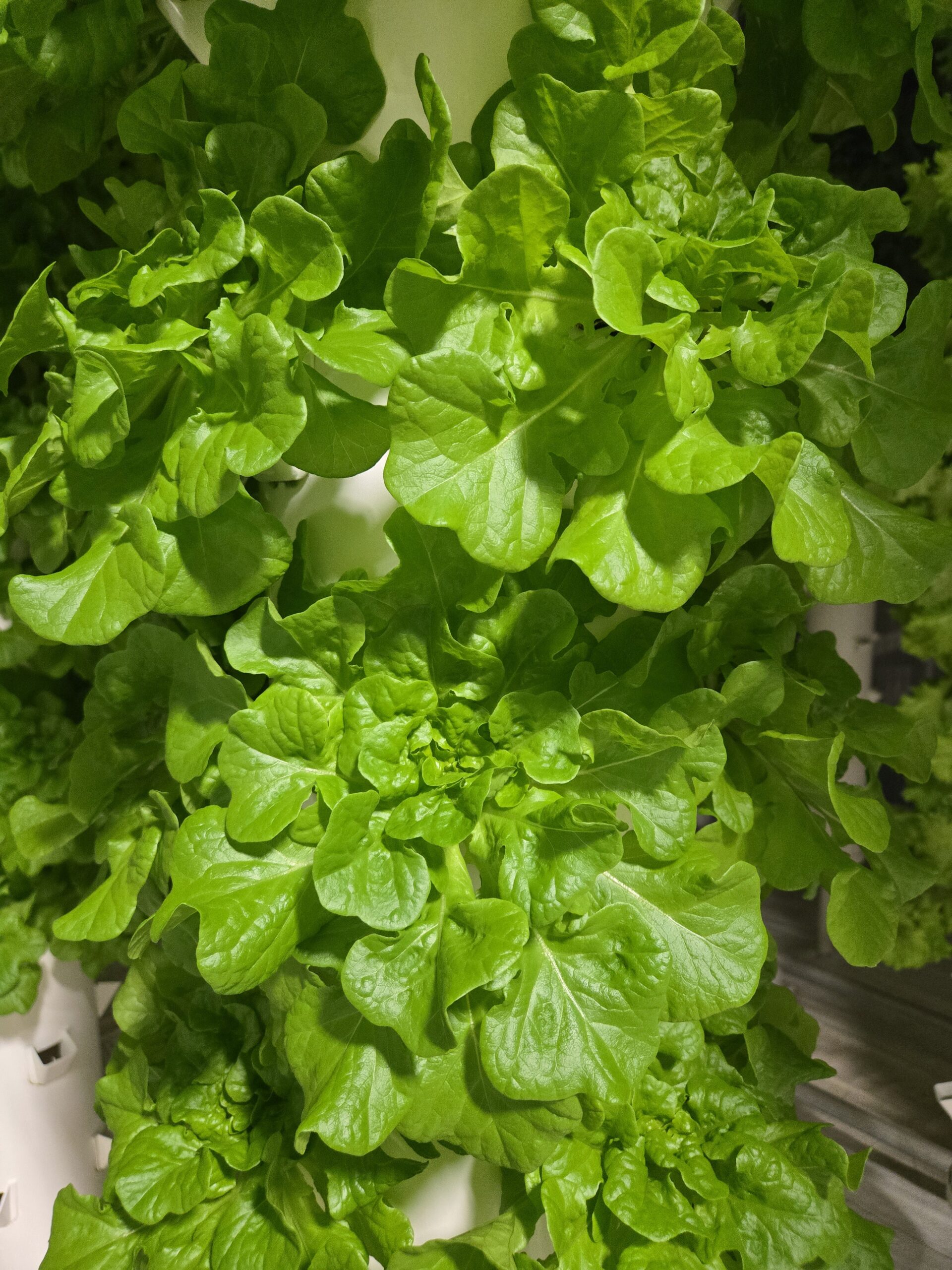 Green Oakleaf - Lettuce